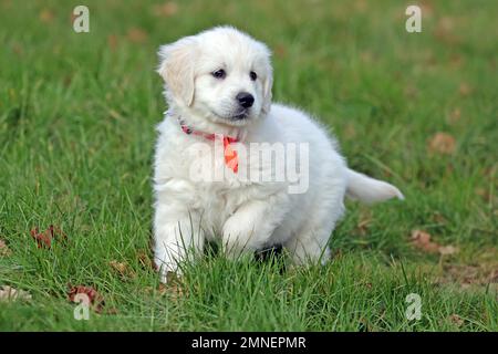 Golden Retriever, 8 settimane, Froendenberg, Renania settentrionale-Vestfalia, Germania Foto Stock