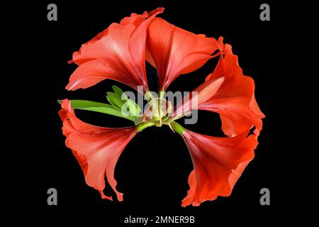 Amaryllis fiori su sfondo nero, Baviera, Germania Foto Stock