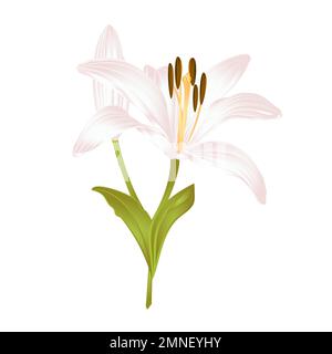 Lily White Lilium candidum quarto un fiore bianco con foglie su sfondo bianco vettore illustrazione modificabile disegnata a mano Illustrazione Vettoriale