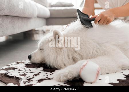 bel cane bianco soffice. Bella foto Foto Stock