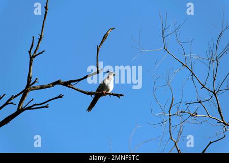 Piccioni crestati australiani (lofotes di ociphaps) che appollaiano sul ramo di un albero a Sydney, NSW, Australia (Foto di Tara Chand Malhotra) Foto Stock