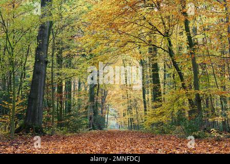 Percorso nella foresta, faggeto in autunno, Bottrop, Ruhr zona, Nord Reno-Westfalia, Germania Foto Stock