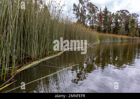 Laguna El Salado , circondata da flora come salici, lattici, orchidee abitate da colibrì, gufi e tortore. Le sue acque trasparenti (12° Foto Stock