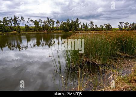 Laguna El Salado , circondata da flora come salici, lattici, orchidee abitate da colibrì, gufi e tortore. Le sue acque trasparenti (12° Foto Stock