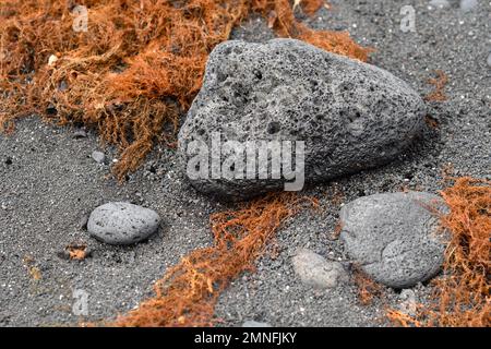 Alghe tra la ghiaia e la roccia vulcanica erosa dal mare a Playa de las Malvas a Lanzarote Foto Stock