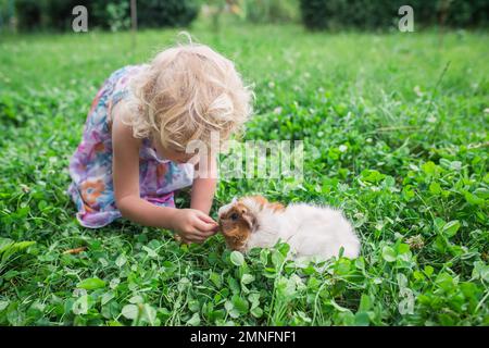 la bambina gioca con un porcellino d'india in estate su un campo di trifoglio. Cibo sano per animali, roditori. PET passeggiate nella natura. Foto Stock