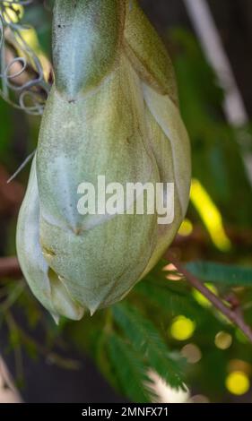 Fiore d'orchidea rovesciato, Stanhopea Nigraviolacea, in attesa della fioritura, appeso in una pentola in un giardino costiero subtropicale australiano Foto Stock