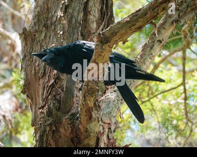 Australian Raven o Torresian Crow, uccello piumato nero, appollaiato su un ramo d'albero, strisciando rumoroso Foto Stock