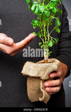 Giovane pianta di edera in una pentola di plastica, è tenuta in mano con significato concettuale Foto Stock