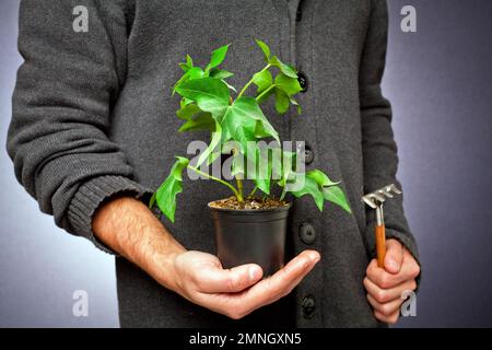 Giovane pianta di edera in una pentola di plastica, è tenuta in mano con significato concettuale Foto Stock