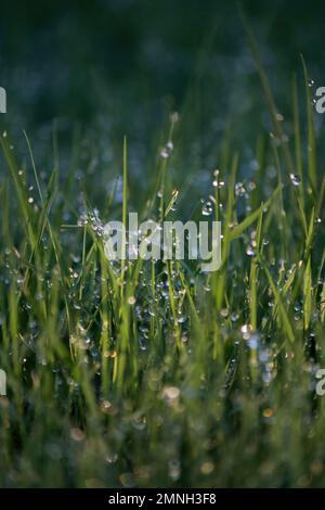 primo piano delle gocce d'acqua al mattino sull'erba Foto Stock
