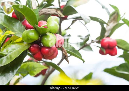 Acotope, (Thevetia ahouai); albero della famiglia Apocynaceae. Foto Stock