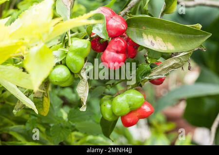 Acotope, (Thevetia ahouai); albero della famiglia Apocynaceae. Foto Stock