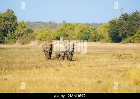 Mandria africana di elefanti (Loxodonta africana) che attraversa praterie, pianura aperta accanto al fiume Chobe. Parco Nazionale di Chobe, Botswana, Africa Foto Stock