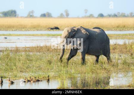 Mandria di elefanti solici (Loxodonta africana) che attraversa la prateria accanto al fiume Chobe. Parco Nazionale di Chobe, Botswana, Africa Foto Stock