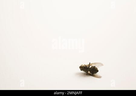 Primo piano dei morti Musca domestica - Housefly comune su sfondo bianco. Foto Stock