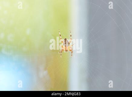 Il ragno di castagno (Nuctenea umbratica) è un ragno della famiglia araneidae Foto Stock