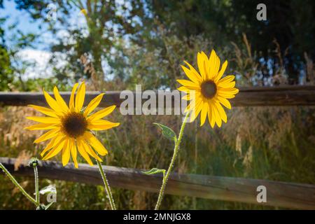 Primo piano di girasoli nelle giornate di sole Foto Stock