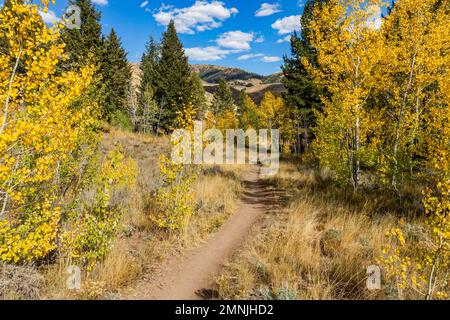 USA, Idaho, Ketchum, sentiero escursionistico attraverso la foresta in autunno Foto Stock