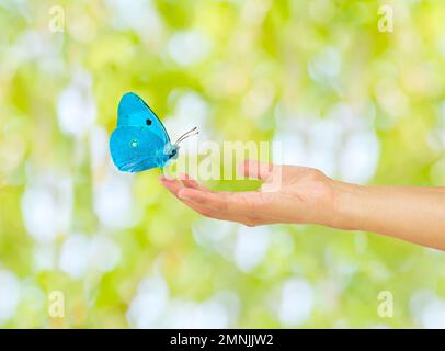 Bella farfalla su una mano donna Foto Stock