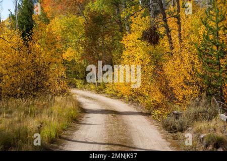 USA, Idaho, Stanley, strada sterrata nella foresta in autunno Foto Stock