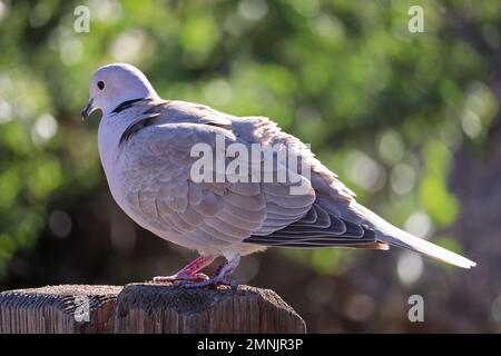 Colomba eurasiatica o Streptopelia decaocto appollaiato su una recinzione presso il ranch d'acqua Ripariano in Arizona. Foto Stock