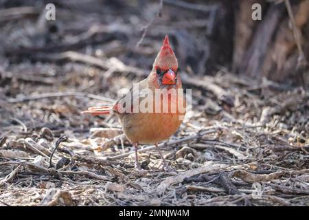 Giovane cardinale settentrionale maschile o Cardinalis cardinalis che si trova a terra presso il ranch d'acqua Ripariano in Arizona. Foto Stock