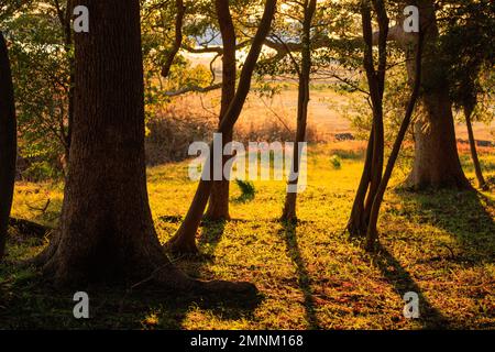 Una bella luce dorata risplende sulla radura erbosa nei boschi al tramonto Foto Stock