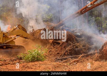 In preparazione alla suddivisione dello sviluppo degli alloggi, gli alberi vengono abbattuto nella foresta Foto Stock