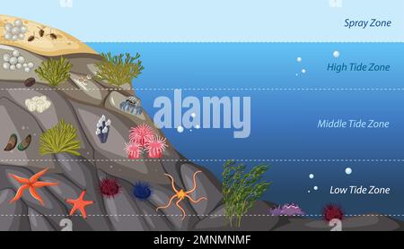 Illustrazione del diagramma di formazione della zonazione della costa rocciosa Illustrazione Vettoriale