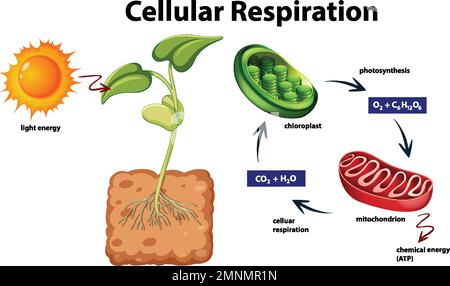 Diagramma che mostra la respirazione cellulare illustrazione Illustrazione Vettoriale