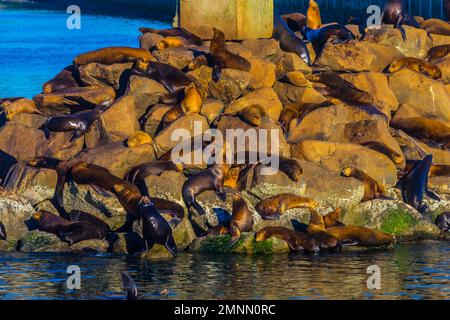 Coloney of Sea Lions Foto Stock