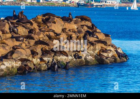 Leoni marini che sunning sulle rocce Foto Stock