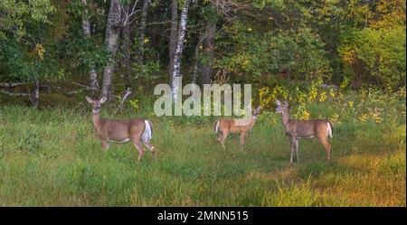 Cervi dalla coda bianca in allerta in un campo del Wisconsin settentrionale. Foto Stock