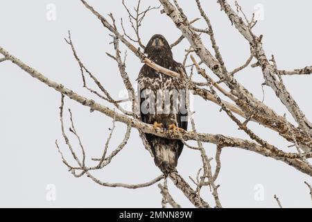 Giovane aquila di Bald arroccato in un albero di Cottonwood Foto Stock