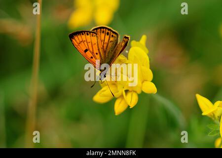 Farfalle di rame costiere maschili e femminili (Lycaena sp.) Foto Stock