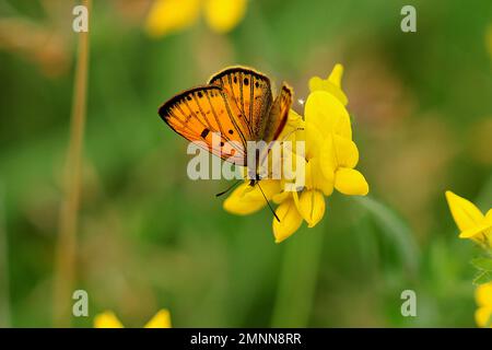 Farfalle di rame costiere maschili e femminili (Lycaena sp.) Foto Stock