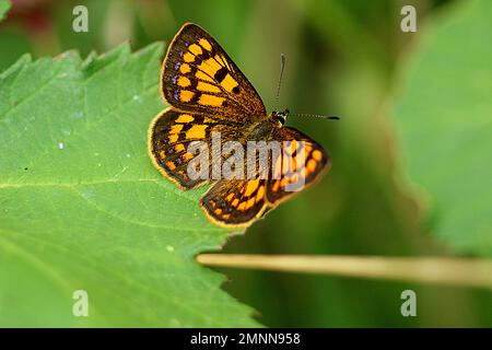 Farfalle di rame costiere maschili e femminili (Lycaena sp.) Foto Stock