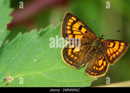 Farfalle di rame costiere maschili e femminili (Lycaena sp.) Foto Stock