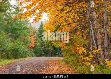 Colore del fogliame autunnale lungo il Cabot Trail, Cape Brreton Island, Nova Scotia, Canada. Foto Stock