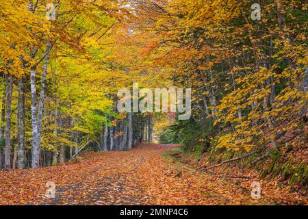 Colore del fogliame autunnale lungo il Cabot Trail, Cape Brreton Island, Nova Scotia, Canada. Foto Stock