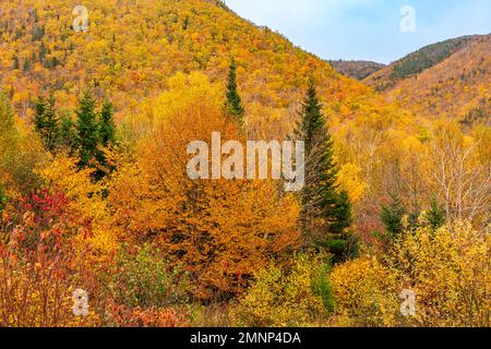 Colore del fogliame autunnale lungo il Cabot Trail, Cape Brreton Island, Nova Scotia, Canada. Foto Stock