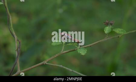 Due coleotteri di colore arancione che si accoppiano su un ramo di una pianta di alghe di liquirizia in natura Foto Stock