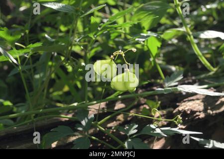 Vista laterale dei frutti della capsula di una vite mongolfiera minore (Cardiospermum Halicacabum) nella zona del terreno selvaggio Foto Stock