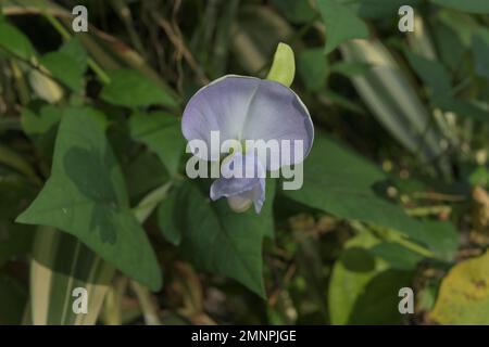 Primo piano di un fiore di fagiolo alato di colore viola (Psofocarpus Tetragonolobus) nel giardino Foto Stock