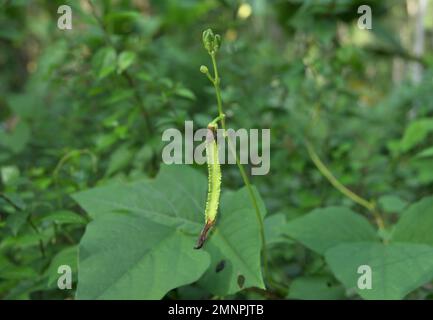 Un baccello di fagiolo alato immaturo e germogli di fiori su un gambo elevato di una vite di fagiolo alato (Psofocarpus Tetragonolobus) nel giardino Foto Stock