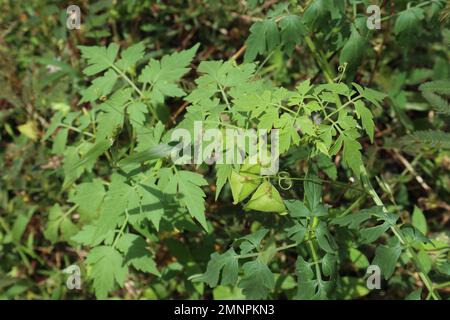 Una vite mongolfiera più piccola (Cardiospermum Halicacabum) con le capsule di frutta verde appese, vista dall'alto Foto Stock