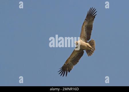 Grande aquila punteggiata (Clanga clanga) fulvescens morph in volo Foto Stock