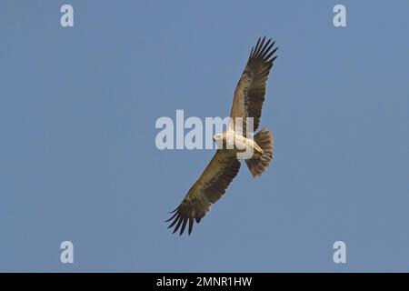 Grande aquila punteggiata (Clanga clanga) fulvescens morph in volo Foto Stock