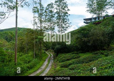 Strada di campagna a foresta e montagna con bella casa sulla cima. Sentiero attraverso prati, alberi e piantagione di tè. Sentiero in collina. Orizzontale Foto Stock